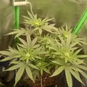 Sunset sherbet outdoor/indoor experiment