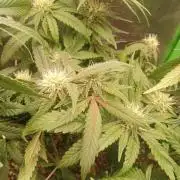 Sunset sherbet outdoor/indoor experiment