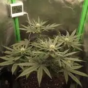 Sunset sherbet outdoor/indoor experiment