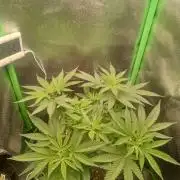 Sunset sherbet outdoor/indoor experiment