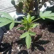 Sunset sherbet outdoor experiment