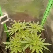 Sunset sherbet outdoor/indoor experiment