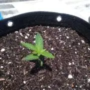 Sunset sherbet outdoor experiment