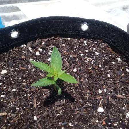 Sunset sherbet outdoor experiment