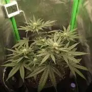 Sunset sherbet outdoor/indoor experiment