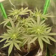 Sunset sherbet outdoor/indoor experiment