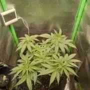 Sunset sherbet outdoor/indoor experiment