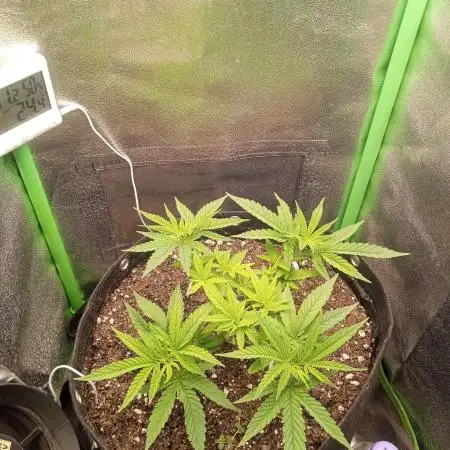 Sunset sherbet outdoor/indoor experiment