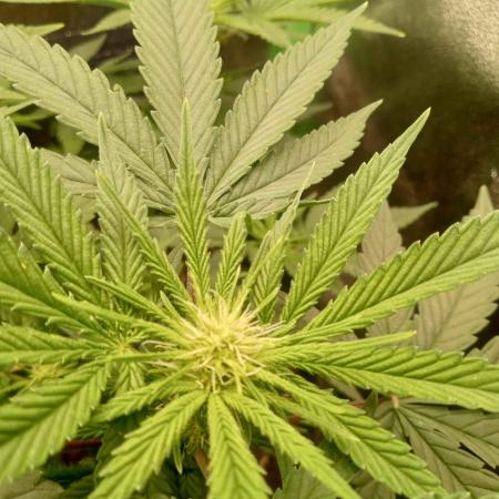 Sunset sherbet outdoor/indoor experiment