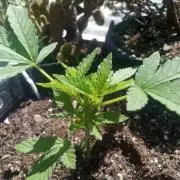 Sunset sherbet outdoor experiment