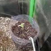 Sunset sherbet outdoor experiment