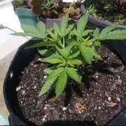 Sunset sherbet outdoor experiment