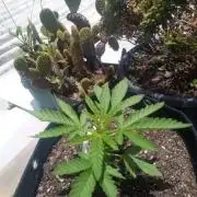 Sunset sherbet outdoor experiment