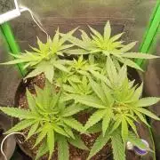 Sunset sherbet outdoor/indoor experiment