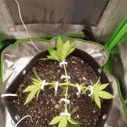 Sunset sherbet outdoor/indoor experiment