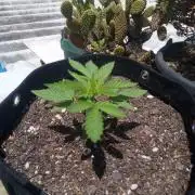 Sunset sherbet outdoor experiment