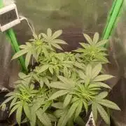 Sunset sherbet outdoor/indoor experiment