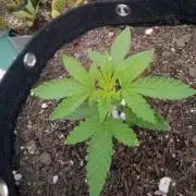 Sunset sherbet outdoor experiment