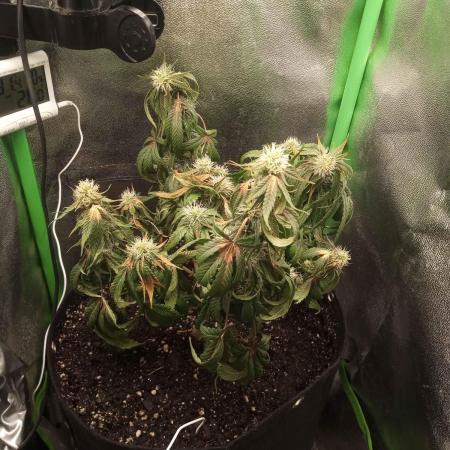 Sunset sherbet outdoor/indoor experiment