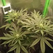 Sunset sherbet outdoor/indoor experiment