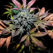 Mephisto Pinot Noir Sodk x Skystomper 2