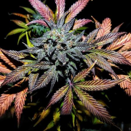 Mephisto Pinot Noir Sodk x Skystomper 2