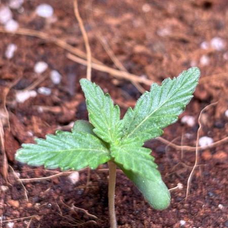 XotiqKush