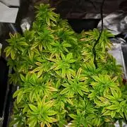 Tohle se nemělo stát...