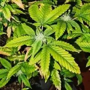 Tohle se nemělo stát...