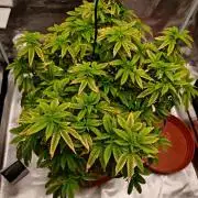 Tohle se nemělo stát...