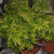 Tohle se nemělo stát...