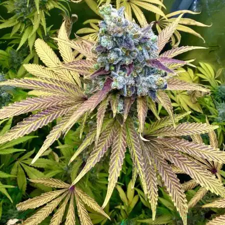 Diesel Dessert