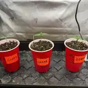 G2 Kush