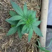 G2 Kush