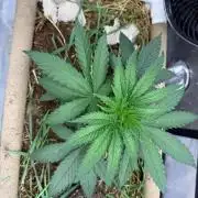 G2 Kush