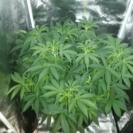 Tincup's NL Auto First Grow 