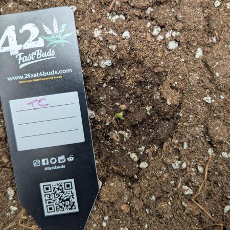 Tropicana Cookies Auto 🌴🍪