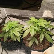 RQS vs Barney's (Auto)