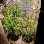 RQS vs Barney's (Auto)