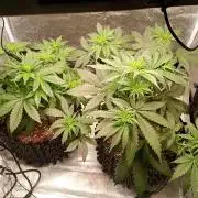 RQS vs Barney's (Auto)