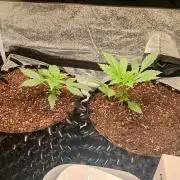 RQS vs Barney's (Auto)