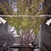 RQS vs Barney's (Auto)