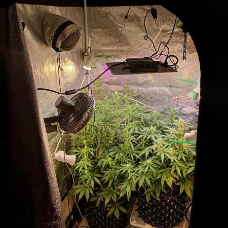 RQS vs Barney's (Auto)