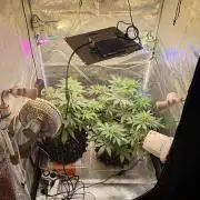 RQS vs Barney's (Auto)