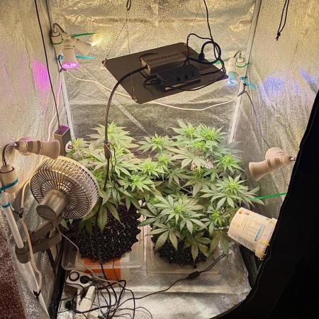 RQS vs Barney's (Auto)