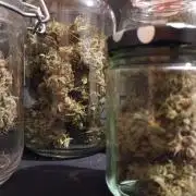 RQS vs Barney's (Auto)