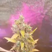 RQS vs Barney's (Auto)