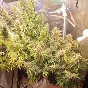 RQS vs Barney's (Auto)