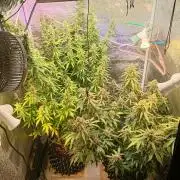 RQS vs Barney's (Auto)
