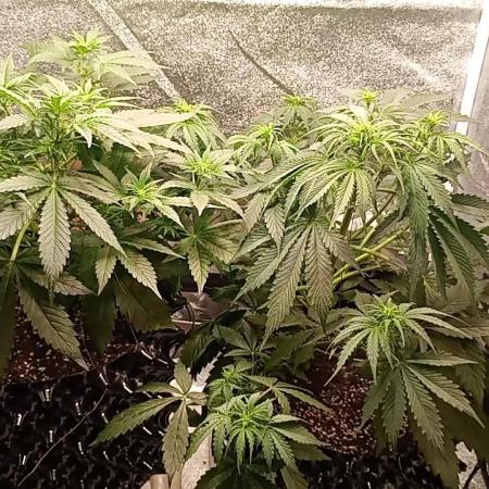 RQS vs Barney's (Auto)